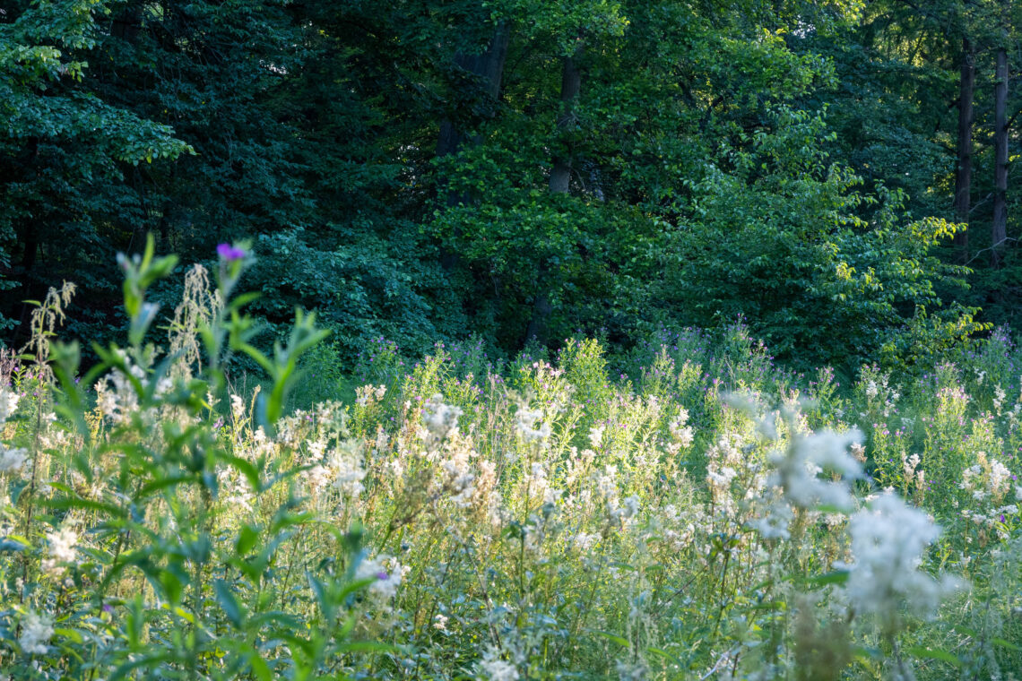 Forst Botanischer Garten Tourismus Eberswalde