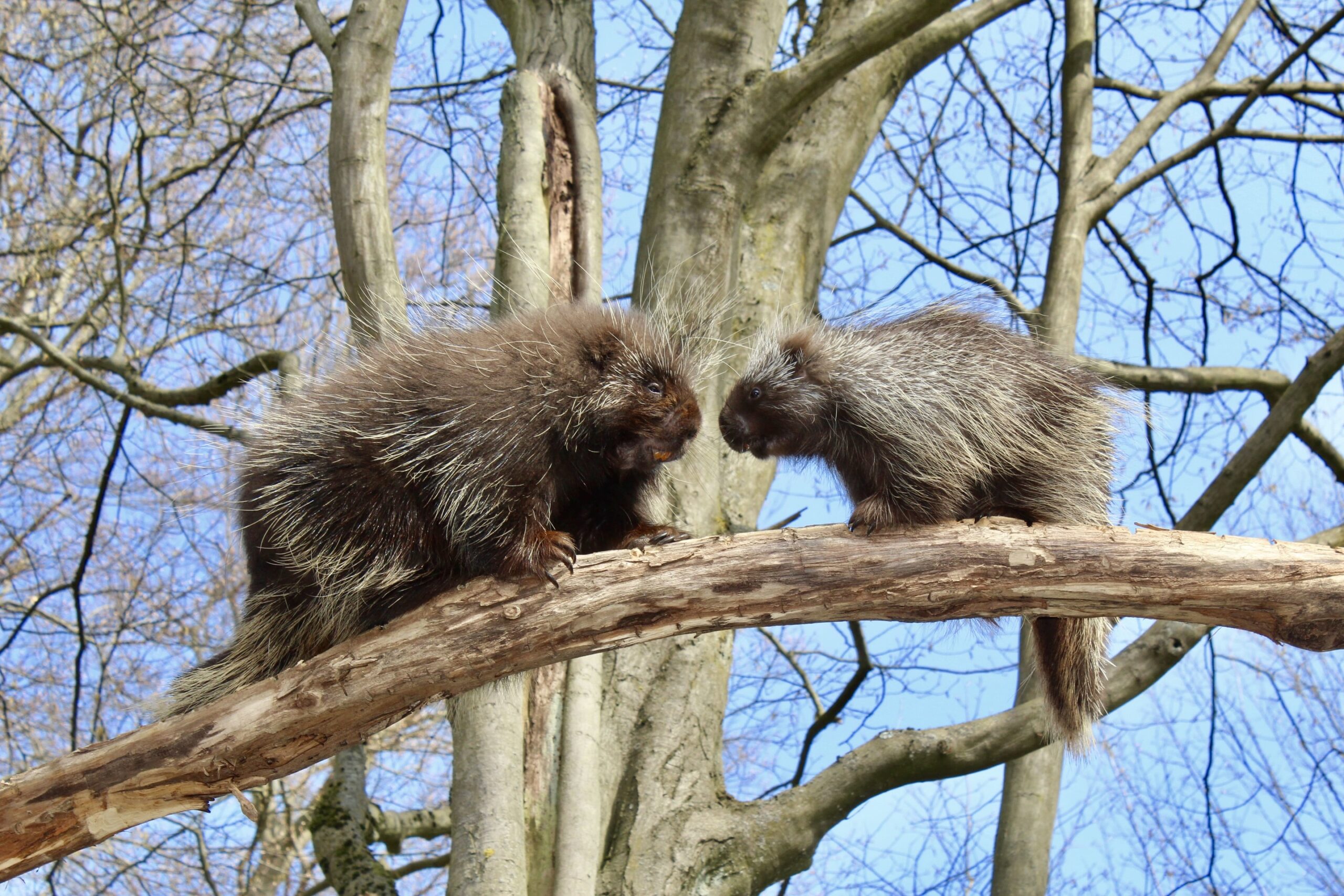 Zoo Eberswalde Tourismus Eberswalde
